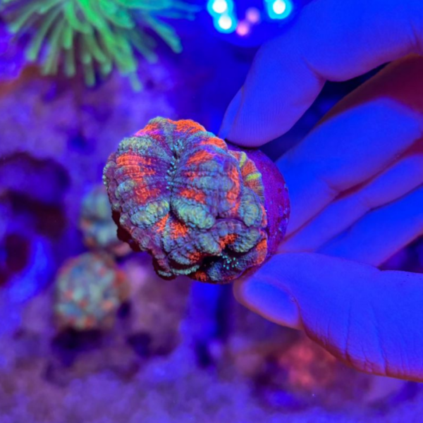 ACANTASTREA LORD GREENISH/RED +5BOCAS - Imagem 2