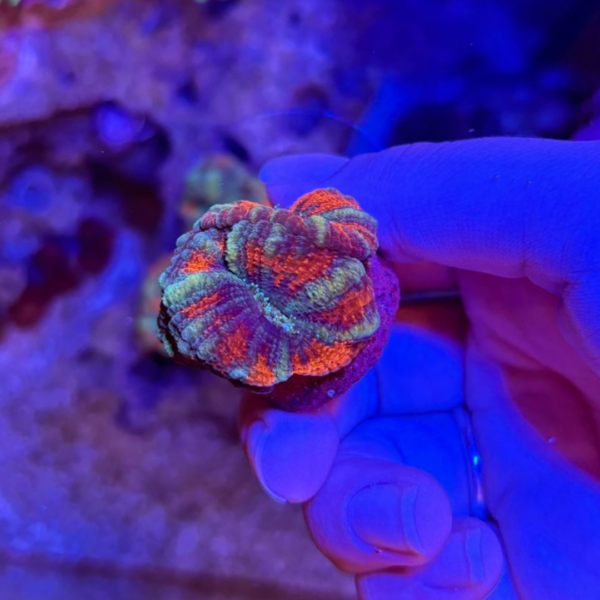 ACANTASTREA LORD GREENISH/RED +5BOCAS