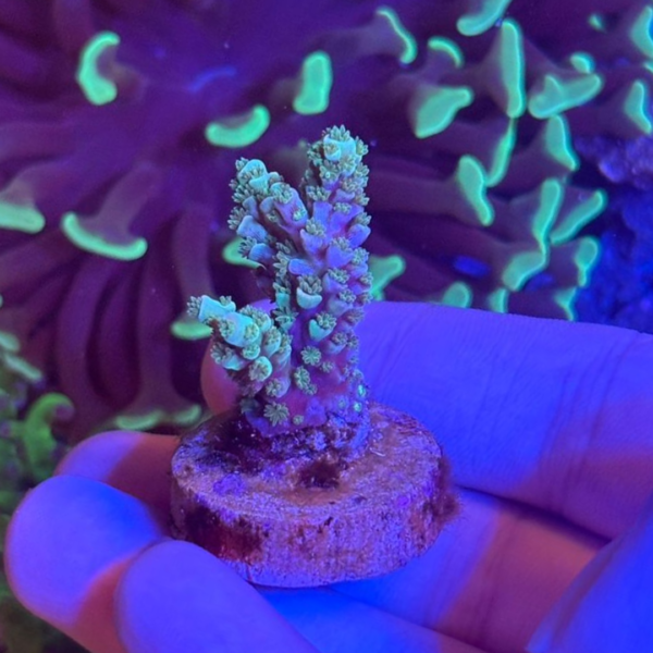 ACROPORA TENUIS WALT DISNEY - Imagem 2