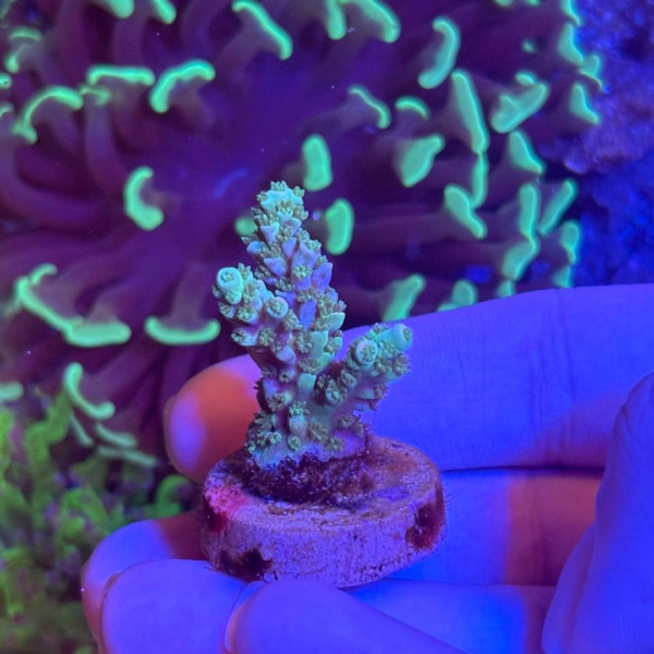 ACROPORA TENUIS WALT DISNEY