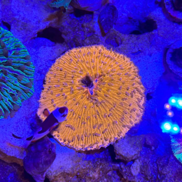 PLATE SHORT TENTACLE ORANGE - Imagem 2