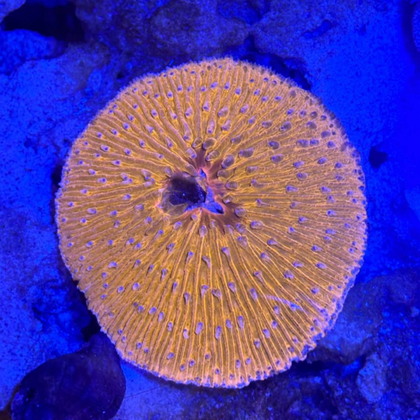 PLATE SHORT TENTACLE ORANGE - Imagem 3