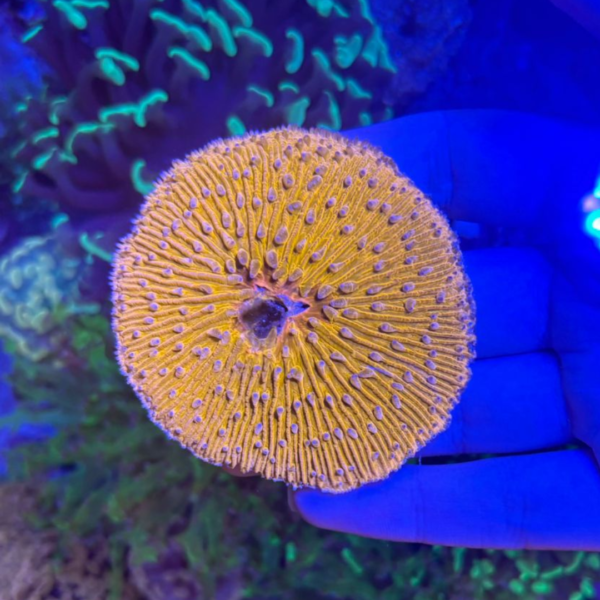 PLATE SHORT TENTACLE ORANGE