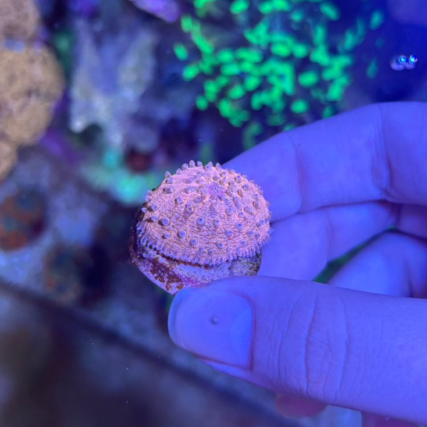 PLATE SHORT TENTACLE ORANGE - Imagem 2
