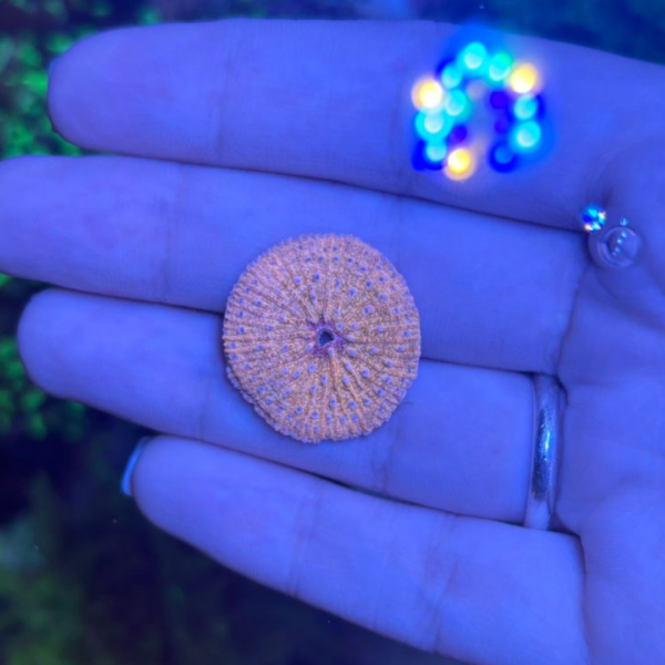PLATE SHORT TENTACLE ORANGE - Imagem 3