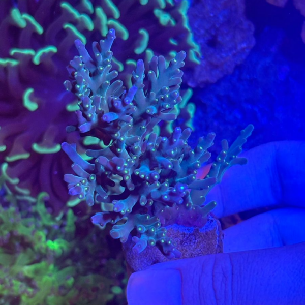 CAROLINIANA PURPLE NEON