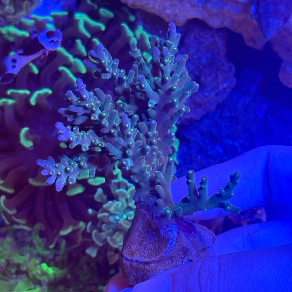 CAROLINIANA PURPLE NEON - Imagem 2