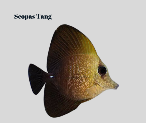 Scopas Tang - ZEBRASOMA SCOPAS