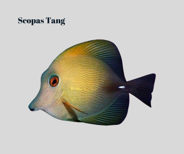 Scopas Tang - ZEBRASOMA SCOPAS - Imagem 2