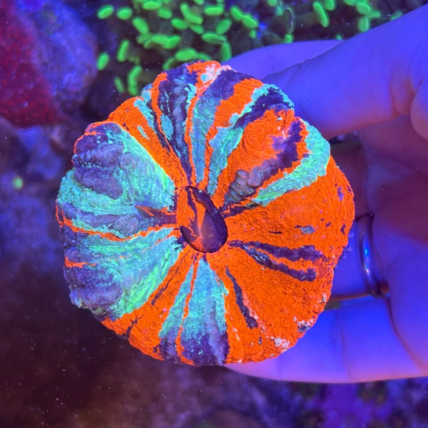 ACANTHOPHYLLIA - SCOLYMIA DE MANTO