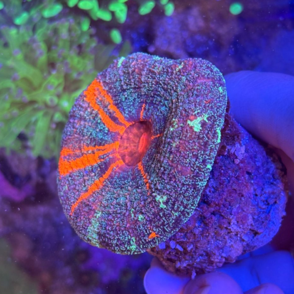 SCOLYMIA AUSTRALIANA - Imagem 3
