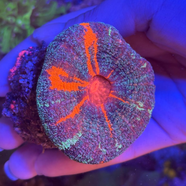 SCOLYMIA AUSTRALIANA - Imagem 2