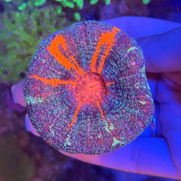 SCOLYMIA AUSTRALIANA