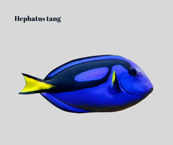 Hepatus Tang