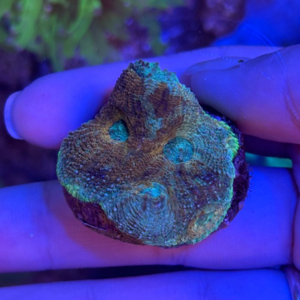 ACANTHASTREA ECHINATA SALAD FRUIT - Imagem 2