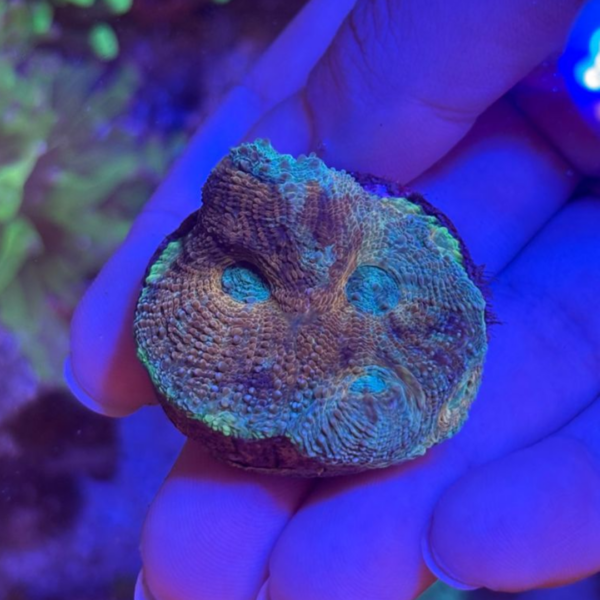 ACANTHASTREA ECHINATA SALAD FRUIT - Imagem 3