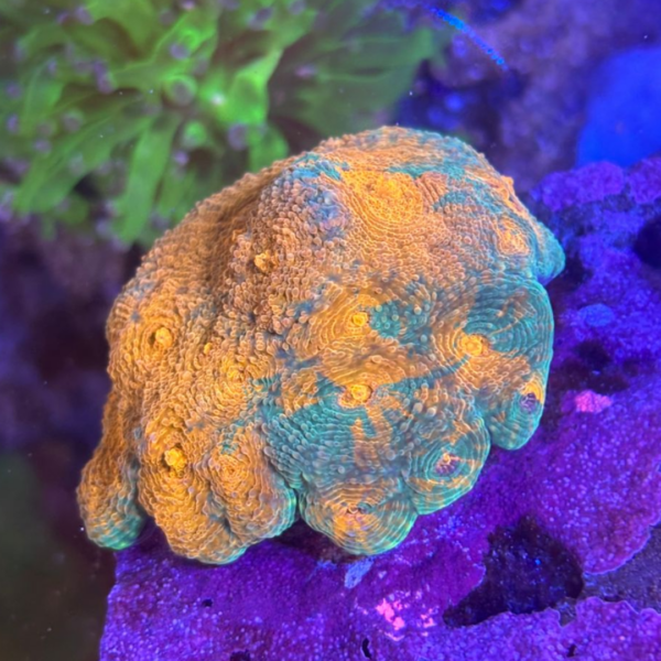 ACANTHASTREA ECHINATA ORANGE - Imagem 2