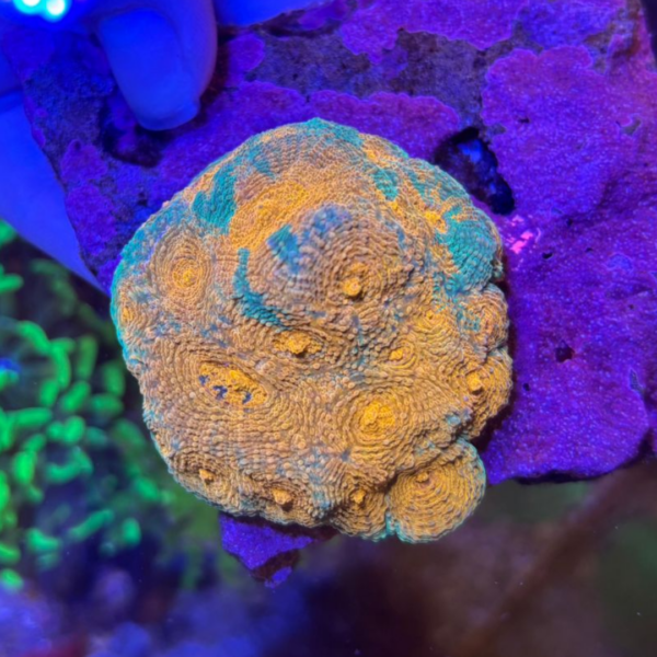 ACANTHASTREA ECHINATA ORANGE