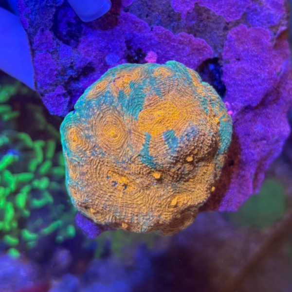 ACANTHASTREA ECHINATA ORANGE - Imagem 3