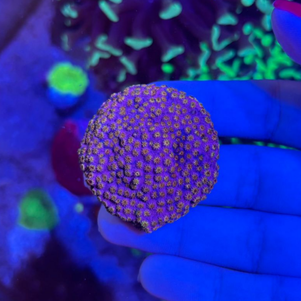 SKITTLE BOMB CYPHASTREA - Imagem 2