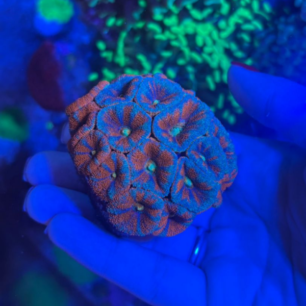 ACANTHASTREA LORDHOWENSIS + 20 BOCAS
