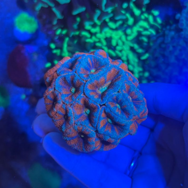 ACANTHASTREA LORDHOWENSIS + 20 BOCAS - Imagem 3