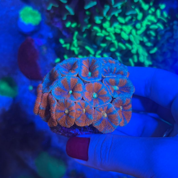 ACANTHASTREA LORDHOWENSIS + 20 BOCAS - Imagem 2