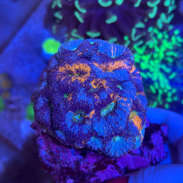 ACANTHASTREA TRICOLOR GG