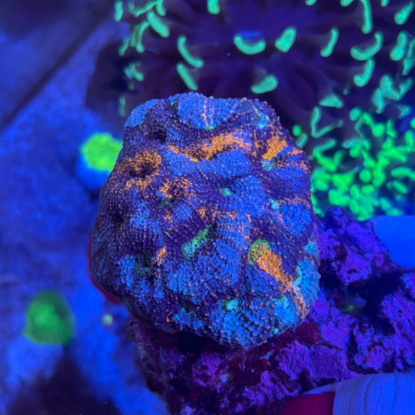 ACANTHASTREA TRICOLOR GG - Imagem 2