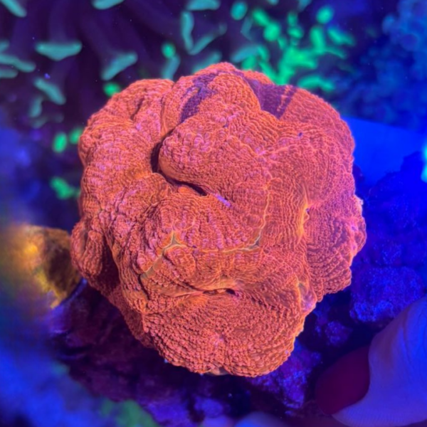 ACANTHASTREA BOWERBANKI GG - Imagem 2
