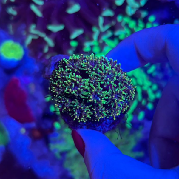 GALAXEA GREEN