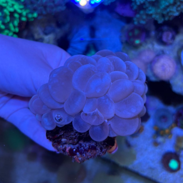 BUBBLE WHITE CORAL MD - Imagem 2