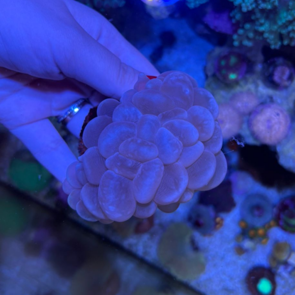 BUBBLE WHITE CORAL MD