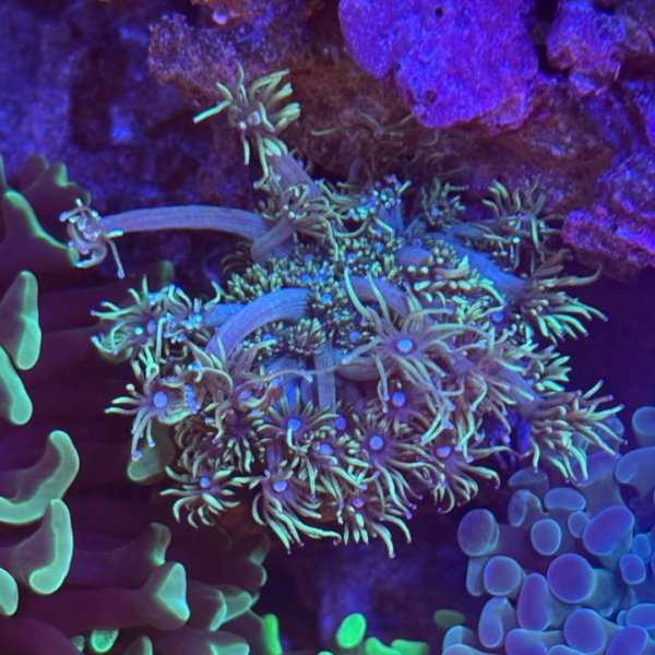 GONIOPORA GREEN