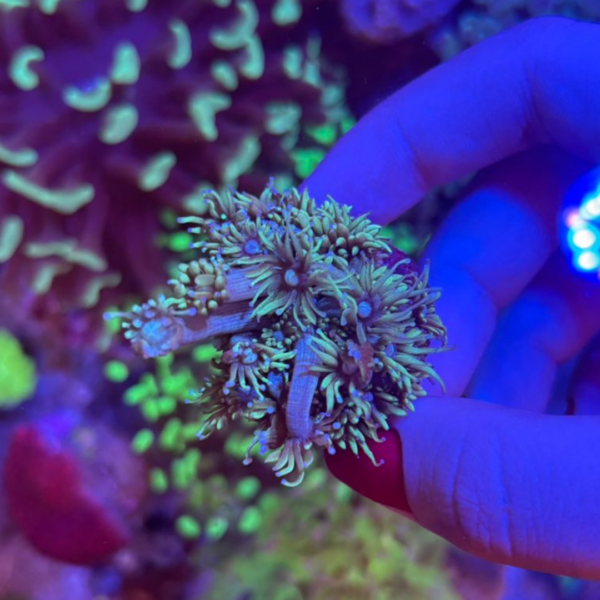 GONIOPORA GREEN - Imagem 3