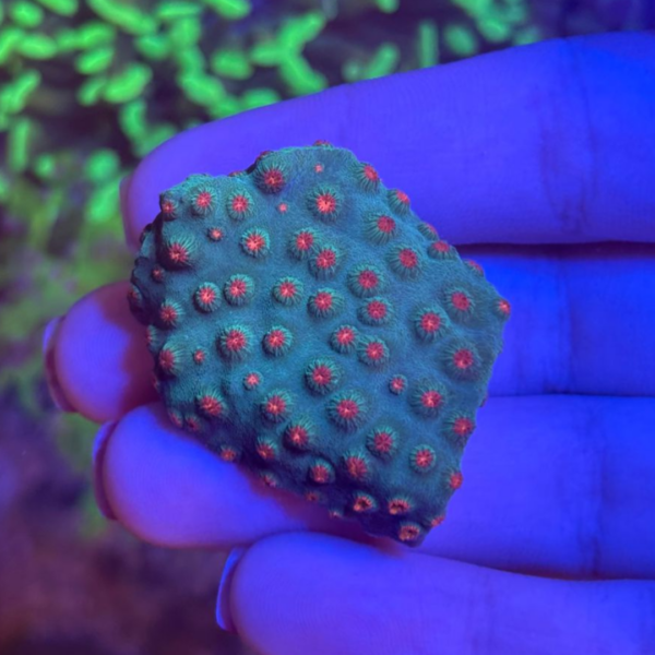 CYPHASTREA SUPERMAN