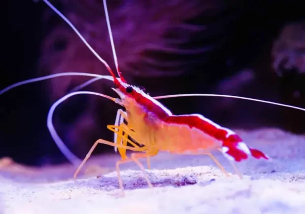 Camarão Cleaner (lysmata grabhami)