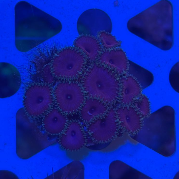 PALITOA PURPLE DEATH