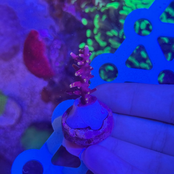 ACROPORA RED FERRARI - Imagem 2