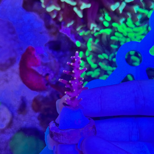 ACROPORA RED FERRARI