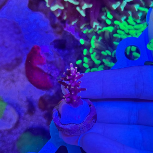 ACROPORA RED FERRARI - Imagem 3