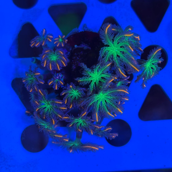 CLOVES PAPAYA MUDA - Imagem 2