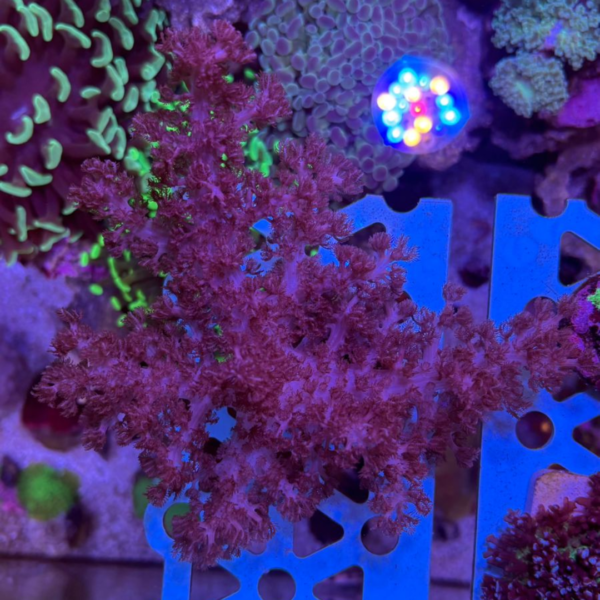 COLT CORAL MUDA