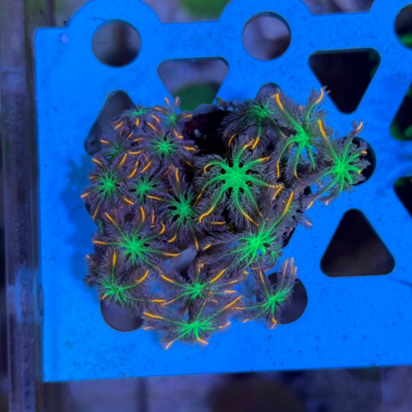 CLOVES PAPAYA MUDA - Imagem 3
