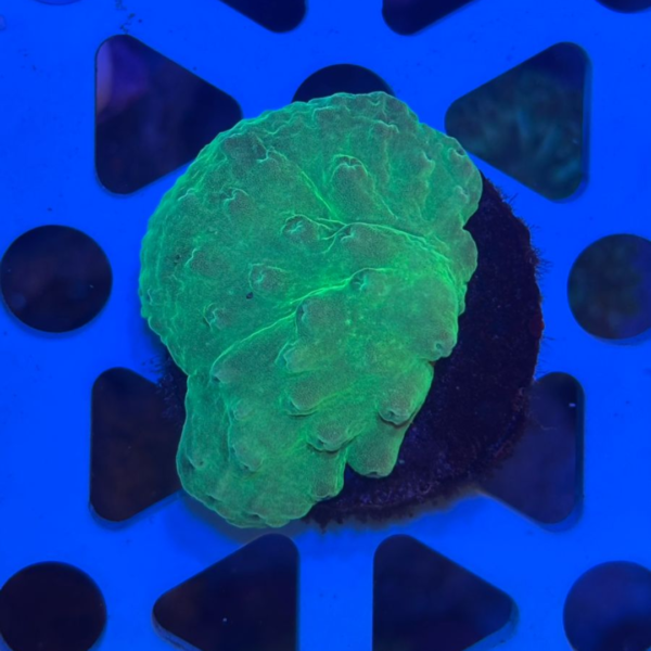 LEATHER LETTUCE GREEN (E)