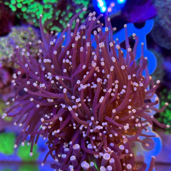 TORCH YELLOW TIP (A BOCA)