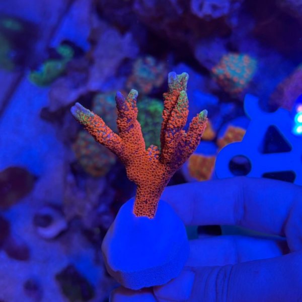 MONTIPORA FOREST FIRE