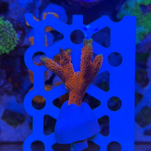 MONTIPORA FOREST FIRE - Imagem 2