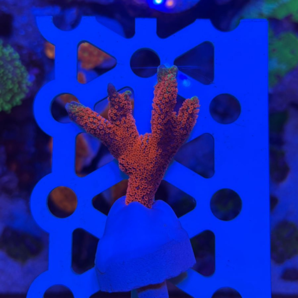 MONTIPORA FOREST FIRE - Imagem 3