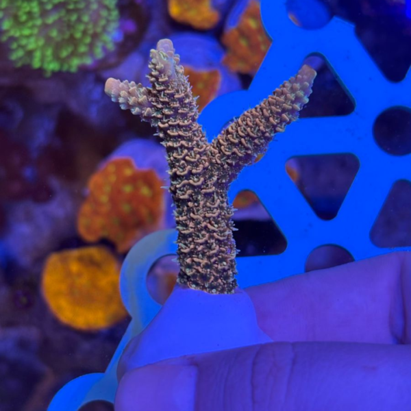 MILEPORA ORANGE